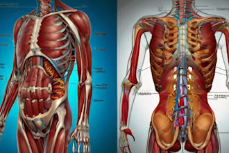 professional medical illustrations, drawings, exercises