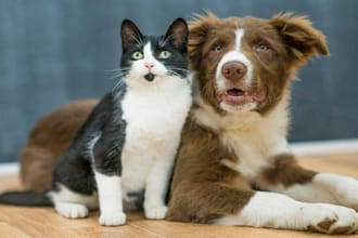 create a minimalist logo featuring a pet, like a dog or cat, for your website