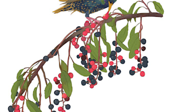 draw high quality animal, insect, and botanical art