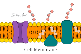 draw high quality biology illustrations