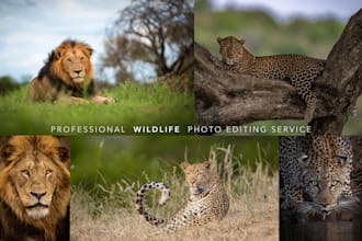 do wildlife and nature photo editing professionally