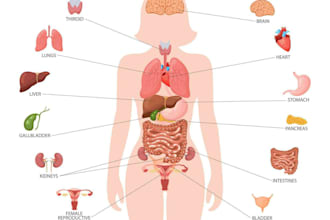 teach you anatomy like no one has ever taught you