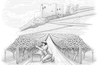 create bottle label or packaging with vintage illustration