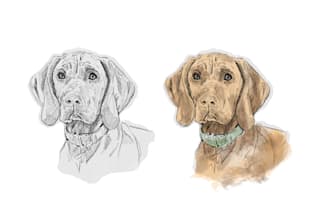 draw expressive pet portraits