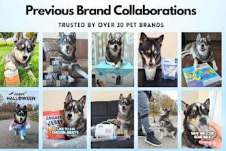 be your mini husky dog model pet product photos