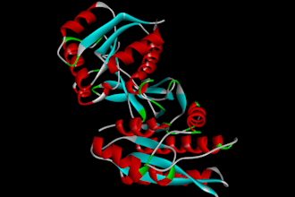 conduct the molecular docking and analysis