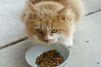 show you how to choose the best pet foods