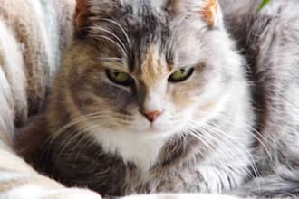 teach you to telepathically communicate with your pets