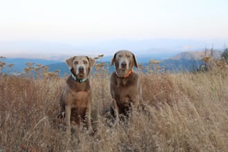 photograph your product using my senior dog, outdoor lifestyle on location USA