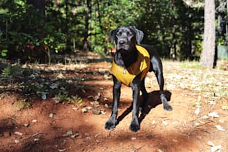 photograph my labrador retriever using your product