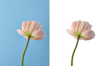 do 15 to 300 photos background removal and crop image
