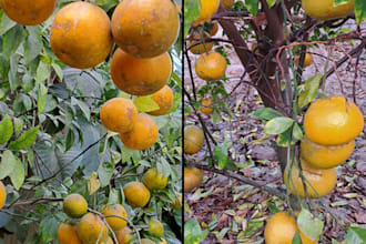 write SEO articles on agriculture farming and  gardening