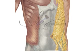 paint realistic professional medical anatomy illustration