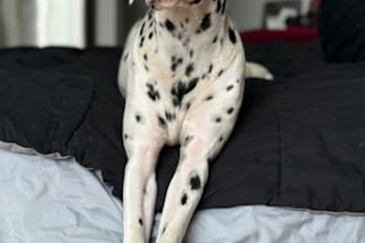 be your dog model and content creator