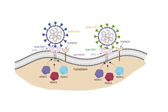assist you in designing professional scientific illustrations using biorender