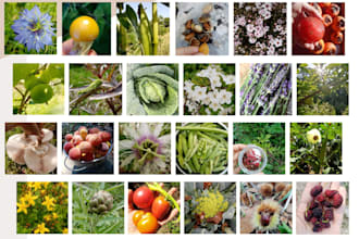 design your permaculture garden