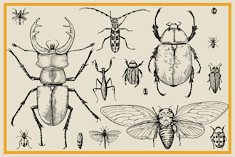 create detailed scientific illustrations of insects, beetles, and sea forms