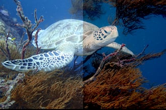 do underwater colour correction for photos and videos