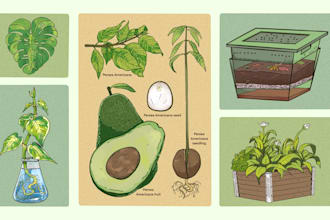 create scientific plant illustrations for books and study