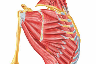 do professional medical illustrations
