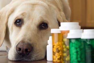 formulate pet food for dogs, cats, pets and supplement