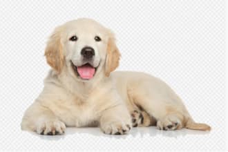 formulate pet care products formula naturally and uniquely