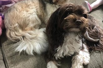 write your blog post or article about dogs