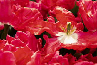 write a moving and honoring eulogy, and tribute