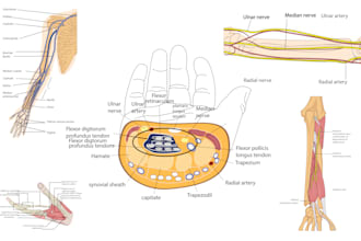 do professional  medical, scientific and biology illustrations for you