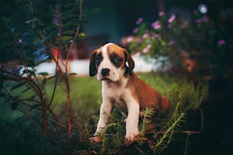 do professional pet and wildlife photo editing in lightroom and photoshop