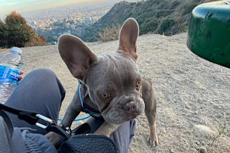 create ugc photo video for pet products with my dog
