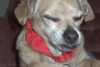 record a video of my dog saying I wuv you while wearing a sign with a message of your choosing