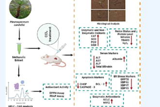 create graphical abstract, scientific illustrations, diagrams and figures