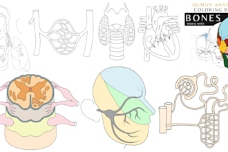 create medical illustrations and anatomy line art coloring book for you