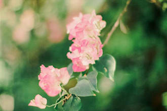 photograph stunning flowers on 35mm film, unique and luminous art prints