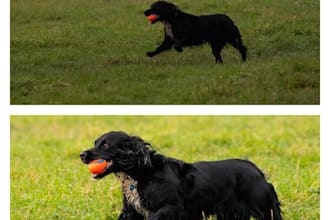 edit , retouch and upscale the photos of your favorite pet