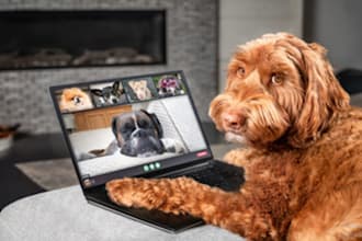 promote and market your pet store, pet page, animal products to active audience