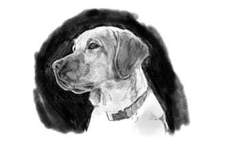 illustrate a pet portrait