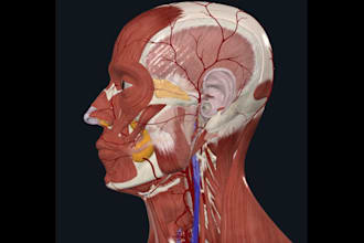 do medical and anatomical 3d head model skull 3d bust 3d sculpting 3d printing