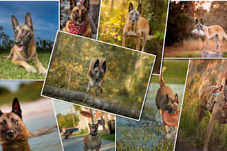 shoot dog accessory photo with a dog model