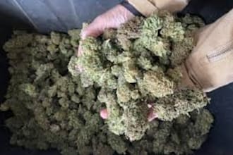 boost your cbd cannabis website, hemp oil promotion, forex telegram