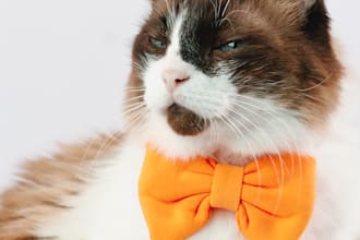 criar os vídeos e fotos da sua marca pet e de seus produtos