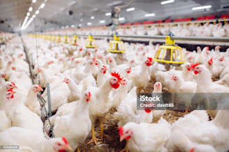 do poultry , fancy birds and parrots health and housing ,feed formulation farms