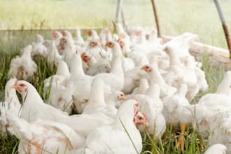 online marketing, video editing , poultry products analysis