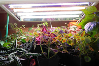 help you save your dying plants