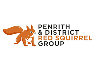create amazing squirrel logo design