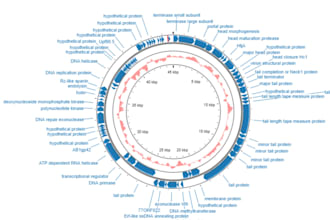 assistyou in genome assembly, annotation and ncbi submission