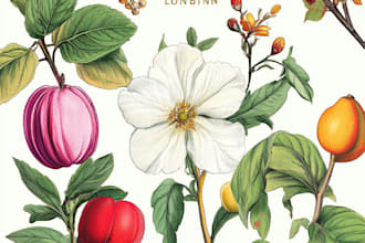 draw botanical illustrations of flowers, plants, fruits