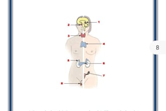 do healing session to heal your glands and hormones system