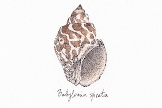 draw a detailed scientific illustration of a seashell